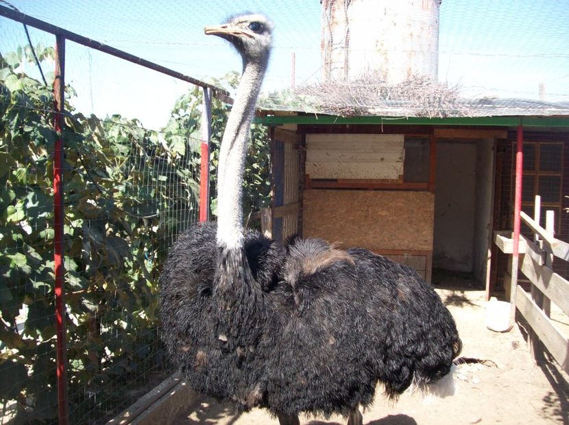 Vand   mascul     strut    1,5   ani - Struti   pui    2016