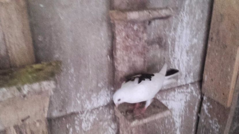 received_1957106174567645 - jucatori si cazatori