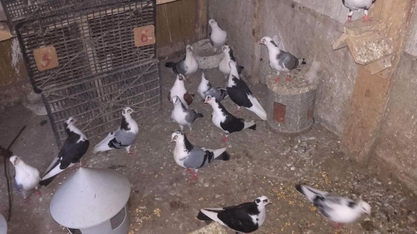 received_1952559095022353 - jucatori si cazatori