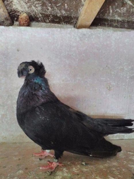 IMG-20170917-WA0008 - Dublu moțați de calarasi