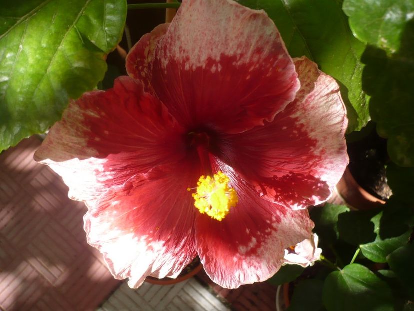 P1340992 - HIBISCUSI 2017-4