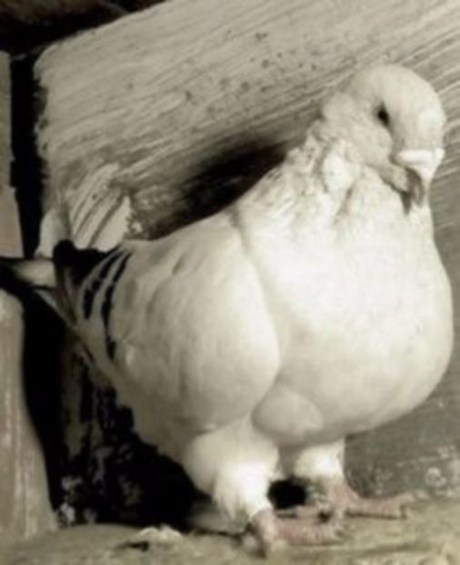 109697182_KBSPORH3 - FALDURI -PANTALON