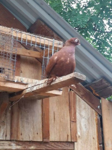 received_1112391702229138 - jucatori de bt liberi