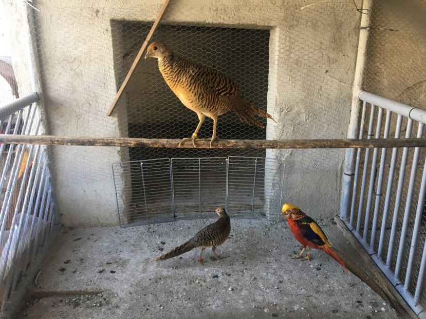 Femelă Inelata 2017 - Vând !!