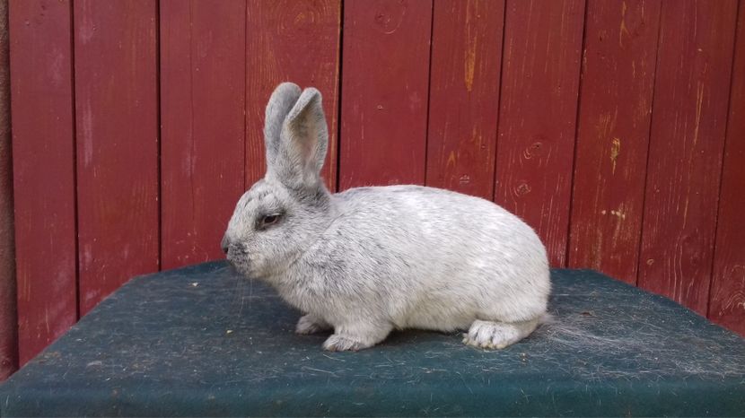 poze 17.09.2017 - fem 9 RO12 279