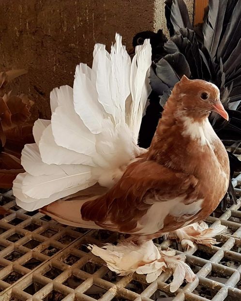  - 20_INDIAN FANTAIL MATCA-2018-2021