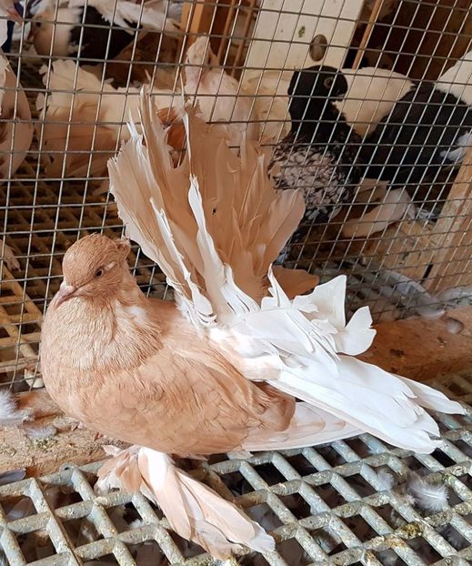  - 20_INDIAN FANTAIL MATCA-2018-2021