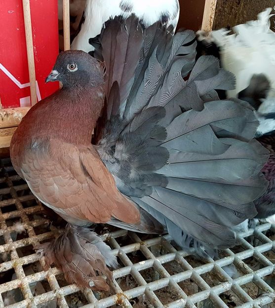  - 20_INDIAN FANTAIL MATCA-2018-2021