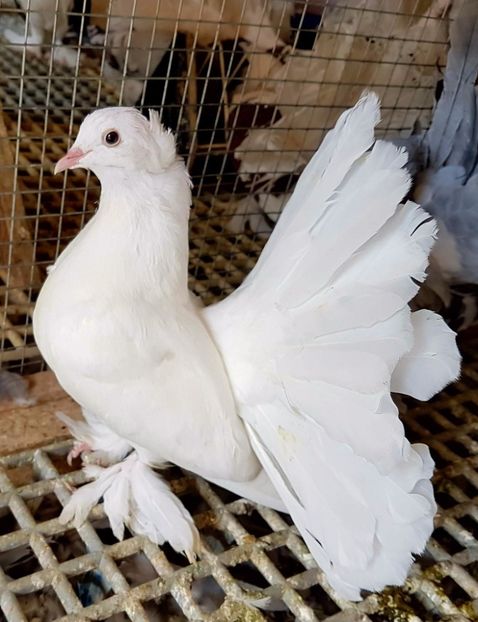  - 20_INDIAN FANTAIL MATCA-2018-2021