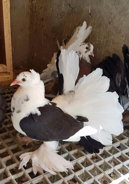  - 20_INDIAN FANTAIL MATCA-2018-2021