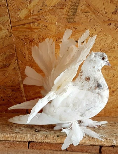  - 20_INDIAN FANTAIL MATCA-2018-2021