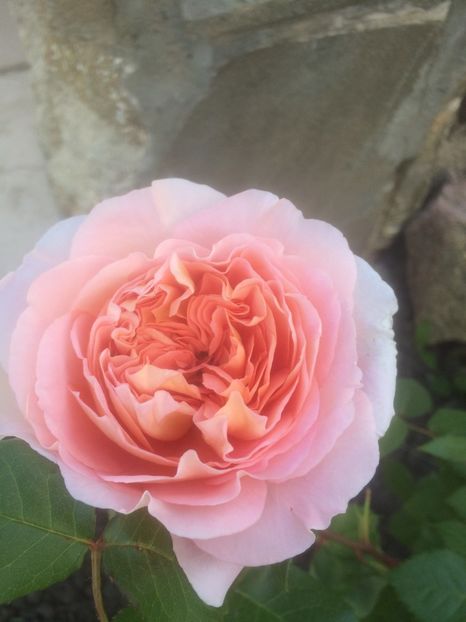 Abraham Darby - Trandafiri Buchete