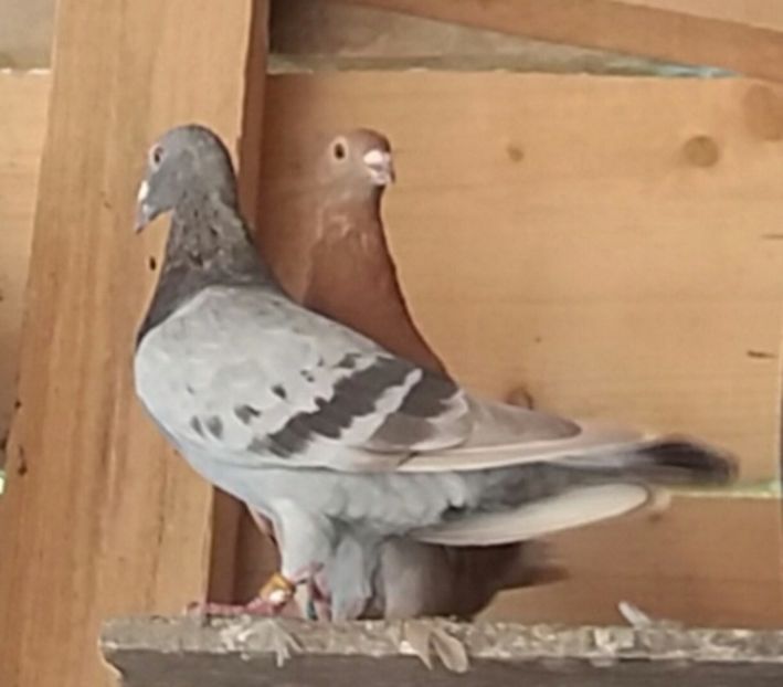 20170917_161819-1 - culori rare la porumbei voiajori