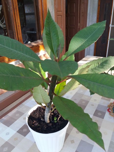  - Plumeria si adenium