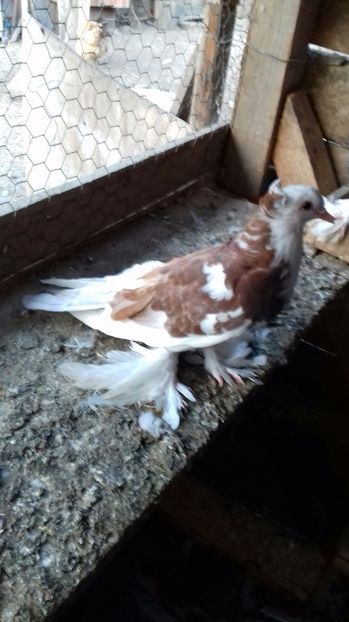 20170910_192914-1 - Porumbei care  nui mai detin