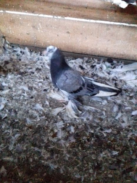  - Porumbei care  nui mai detin