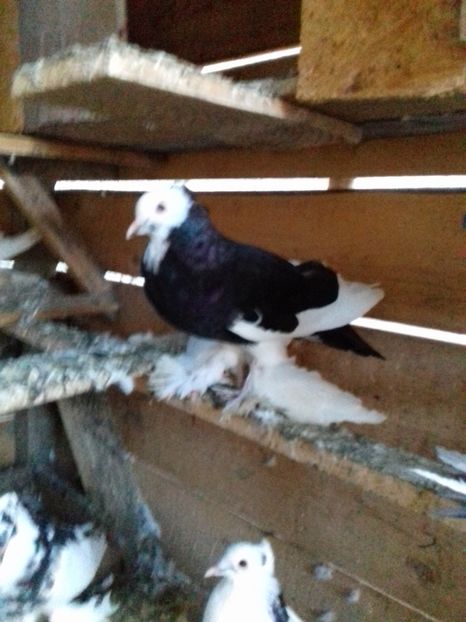  - Porumbei care  nui mai detin