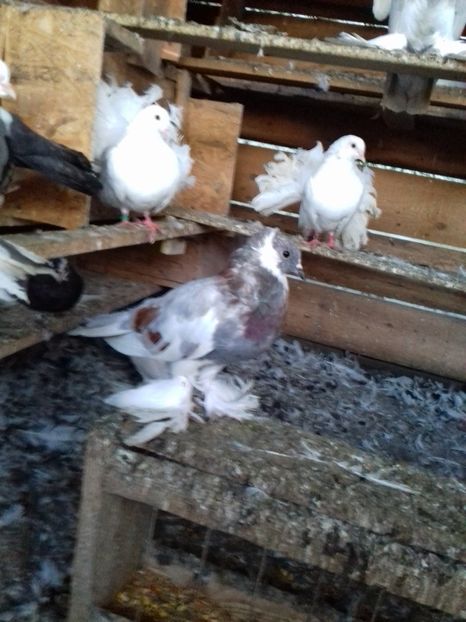  - Porumbei care  nui mai detin