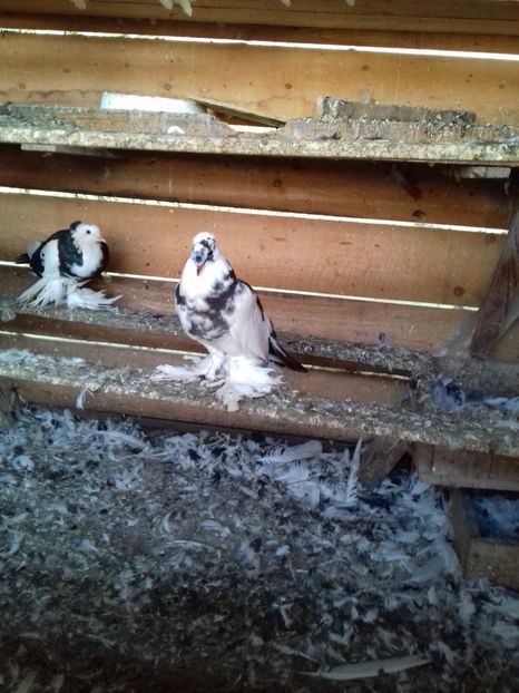  - Porumbei care  nui mai detin