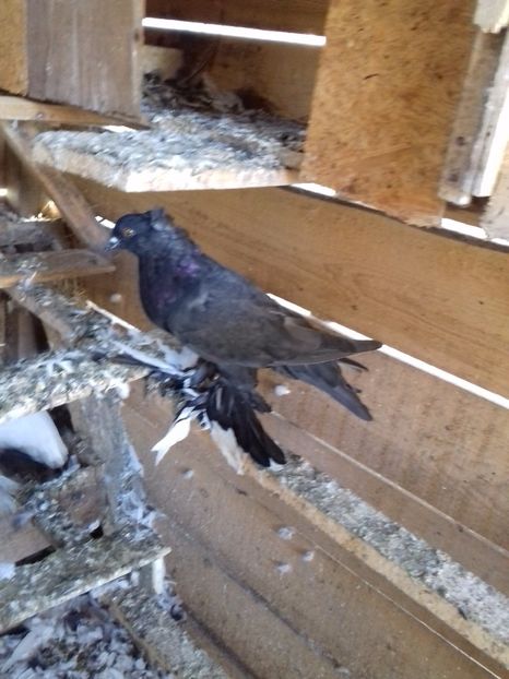  - Porumbei care  nui mai detin