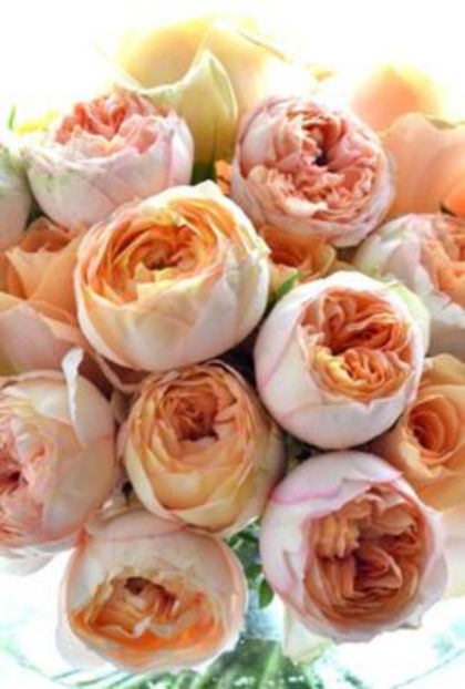 Baby Romantica Auckland Caramel Antique - Wish list