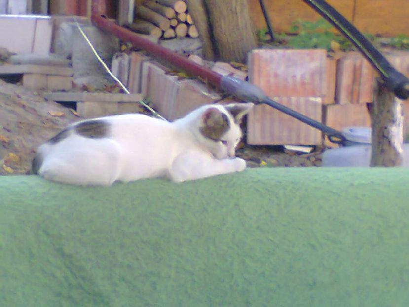 Fotografie3088 - 2017 ULTIMA ZI DE VARA 16 sept