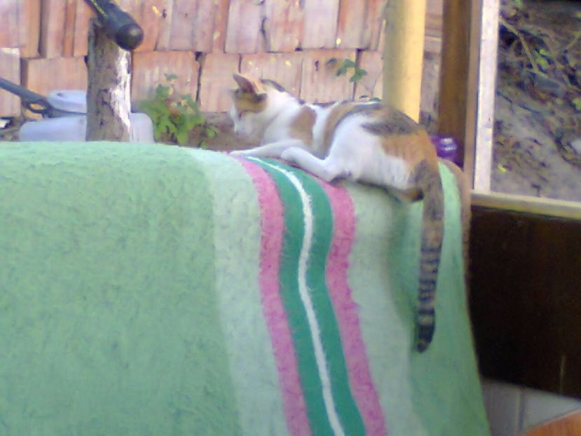 Fotografie3089 - 2017 ULTIMA ZI DE VARA 16 sept