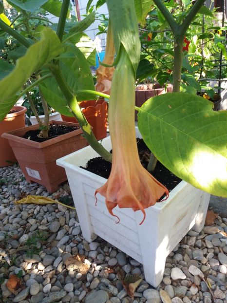  - Brugmansia