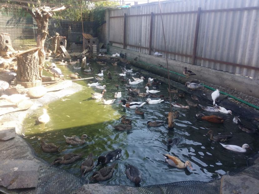  - RATE EXOTICE-exotic ducks