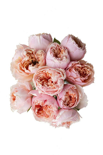 Salmanasar Garden Rose - Wish list