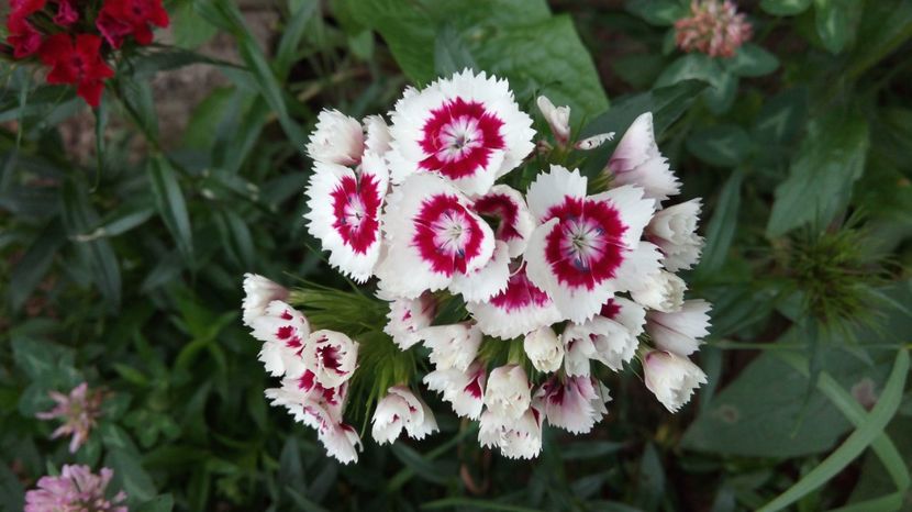  - Diverse floricele dragi sufletului meu