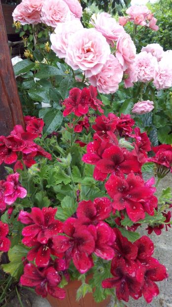  - Diverse floricele dragi sufletului meu