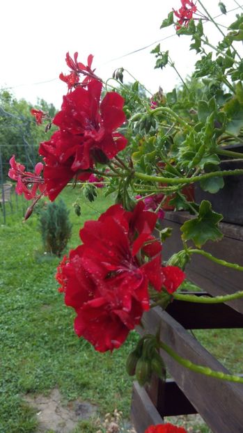  - Diverse floricele dragi sufletului meu