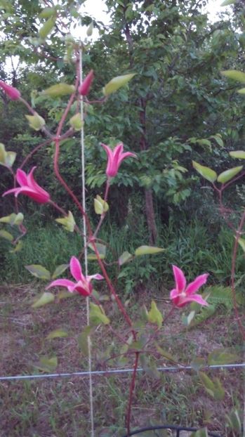  - Diverse floricele dragi sufletului meu