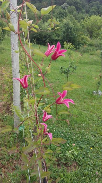 - Diverse floricele dragi sufletului meu