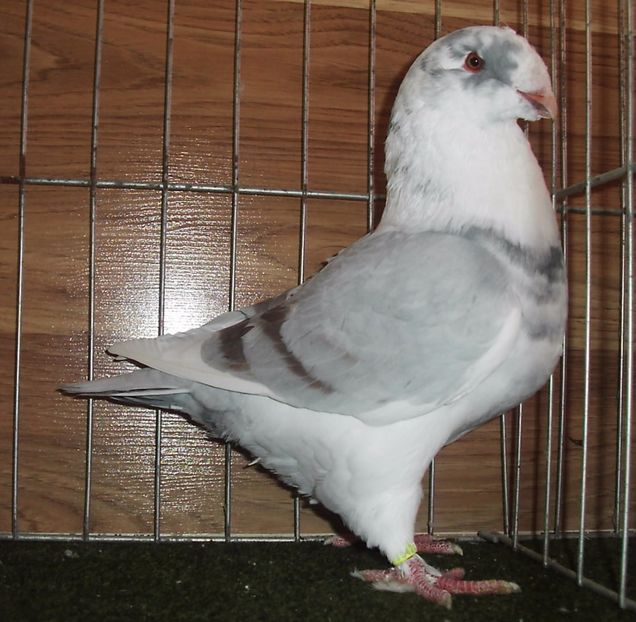 M 2017 - TINERET 2017