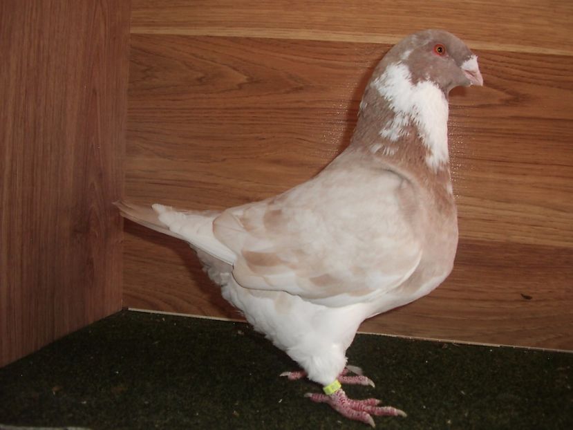  - MASCULI MATCA 2018