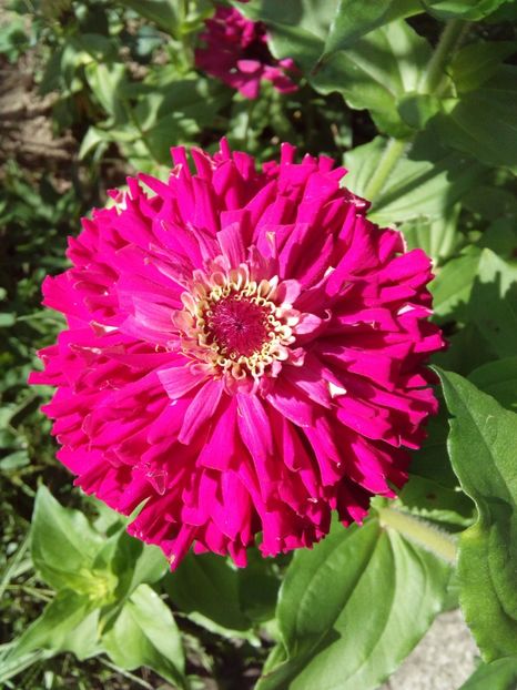  - AAAA__CARCIUMARESE 2015_2017_2018_2019