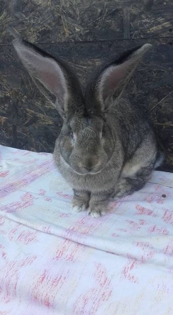 1-0 ian 2017 - Tineret 2017