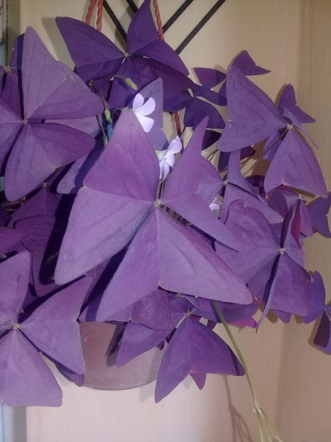  - Oxalis