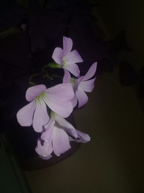  - Oxalis