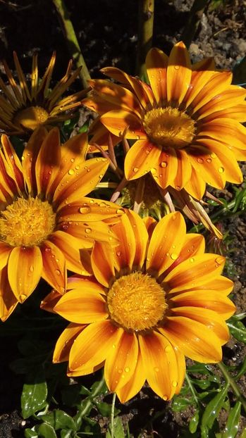  - Diverse floricele dragi sufletului meu