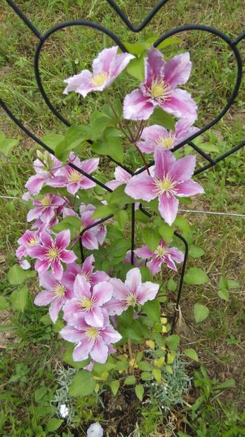  - Diverse floricele dragi sufletului meu