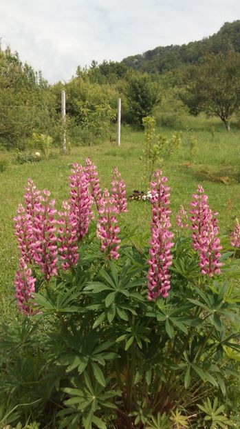  - Diverse floricele dragi sufletului meu