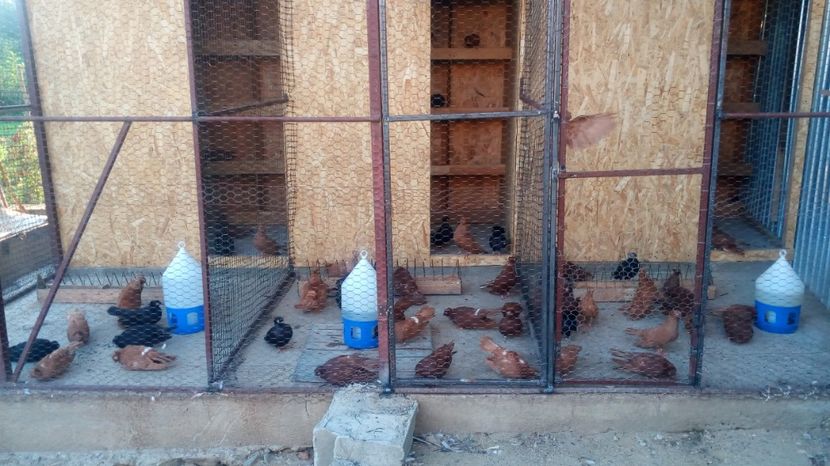  - Calaraseni in voliera