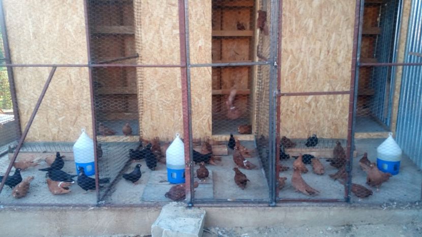  - Calaraseni in voliera