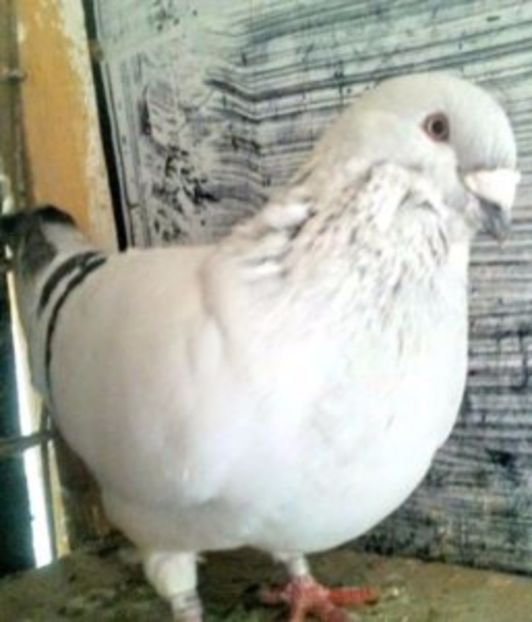 M2016 - FALDURI -PANTALON