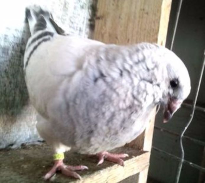 109782458_VJPXJHA - FALDURI -PANTALON