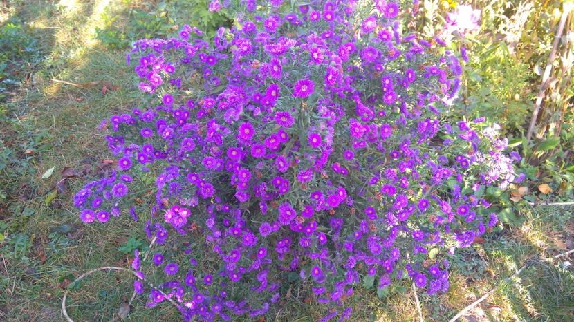 aster mov - Gradina flori 2017