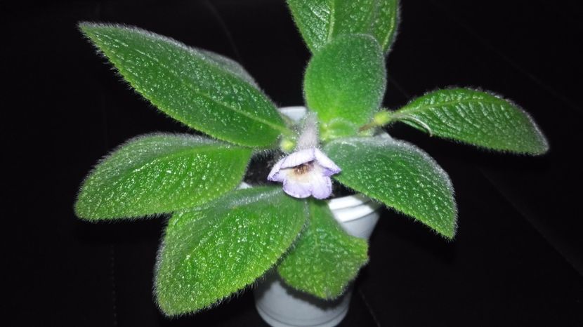 20170911_160919[1] - Sphalera